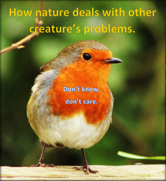 This robin thought about defending ostriches.